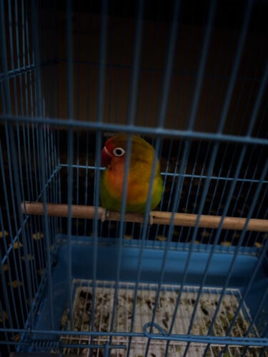 love bird