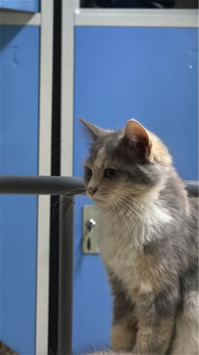 CAT FOR ADOPTION 