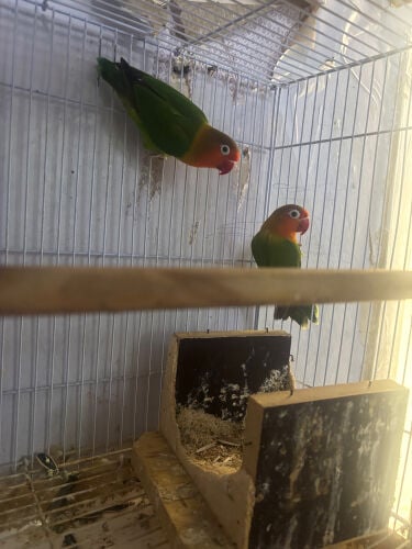 pair for sale