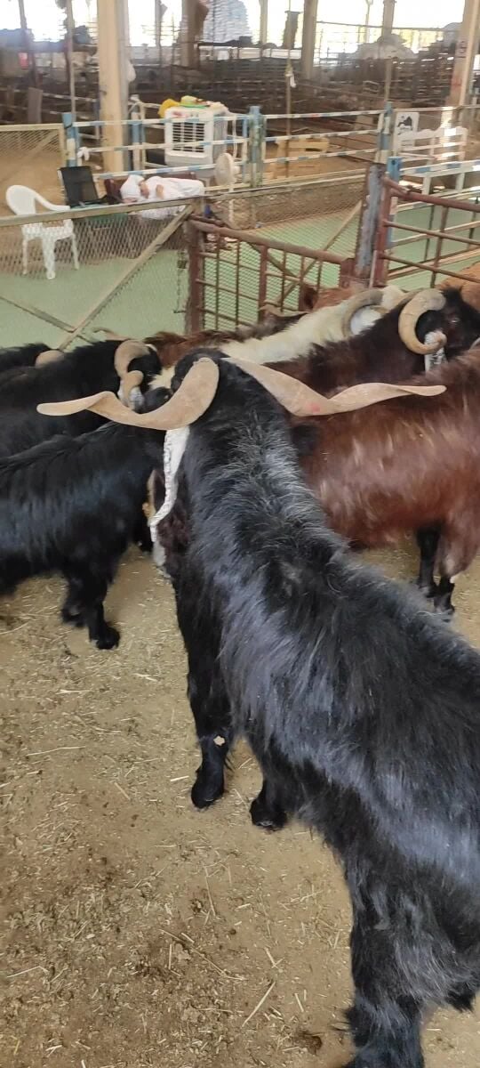 New Big Pakistani Goat