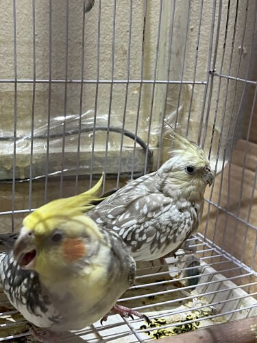 cocktail for sale male female 
