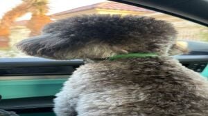 Trained Male Poodle for Sale  1 Y