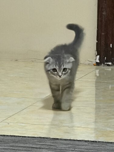 scottish fold kitten with 1 vaccine