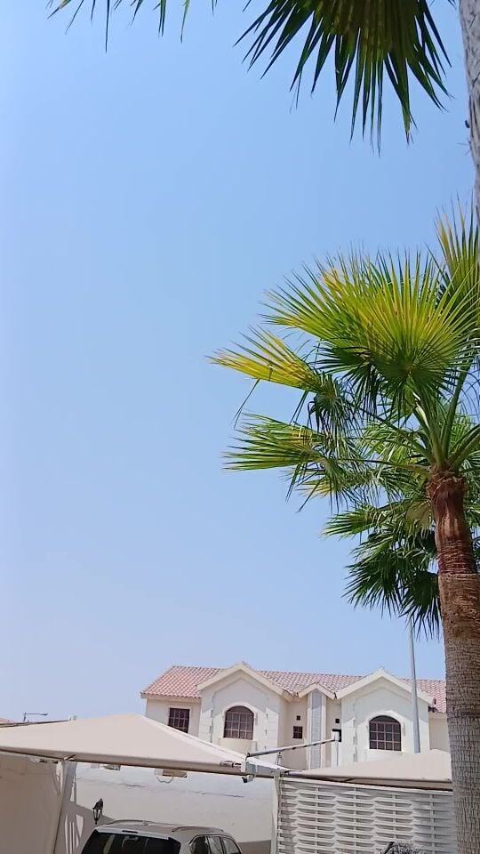 تنظيف وشنطونيا ونخيل