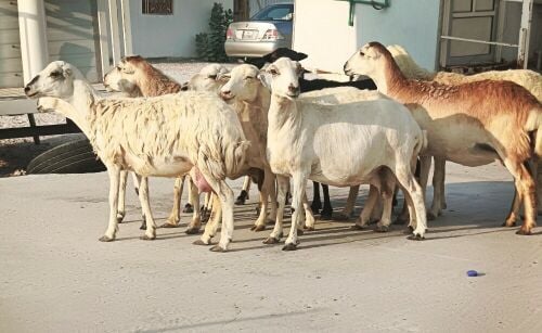 مطلوب شويهات طمطم