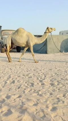 بنت قناد الأحيمر عشراء