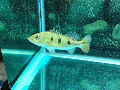 peacock bass Kelberi