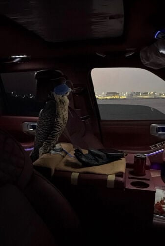 ابو عبدالعزيز