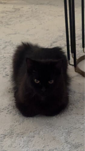 house cat