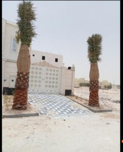 جميع انواع النخيل