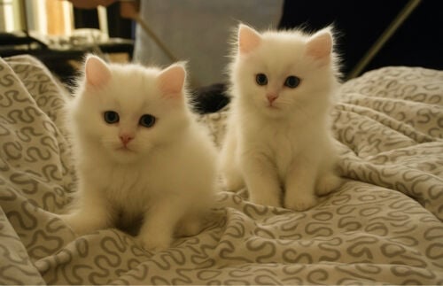 Persian Kittens