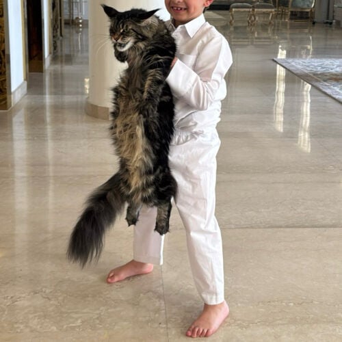 large Maine coon 