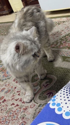 cat shirazi 