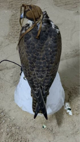 حر بكر