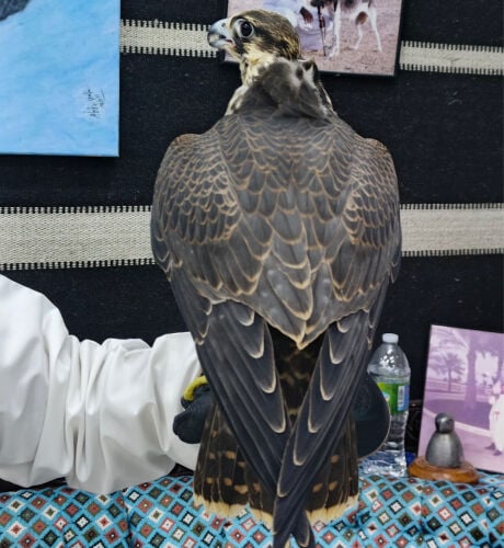 فرخ تبع  