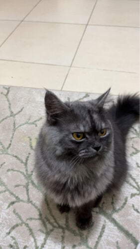 leo