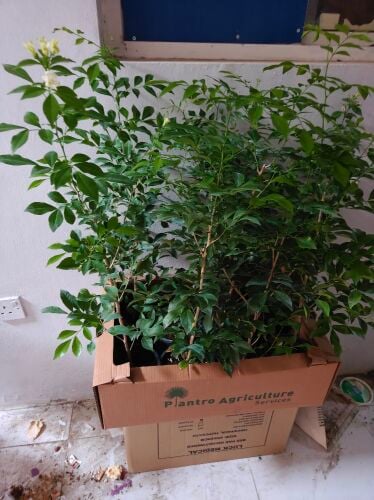 Gardening and landscaping