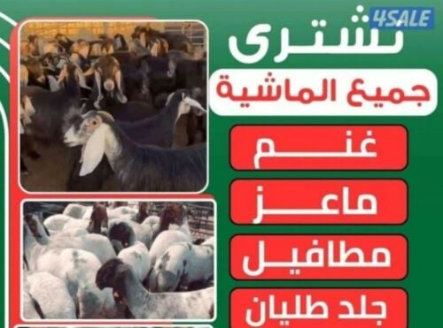 مطلوب شويهات سوري  ومعزا