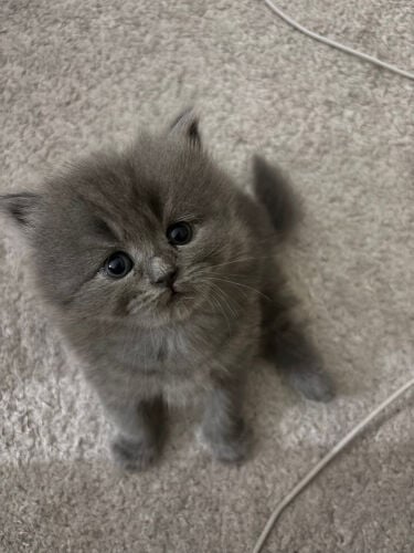 kittens for sale not adopting 