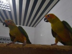 Sun Conure babies