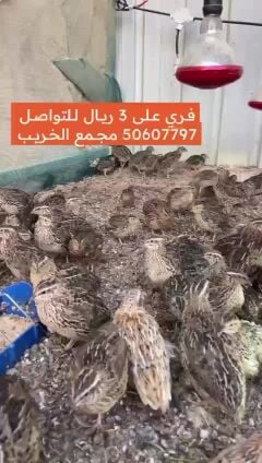 فري سمان