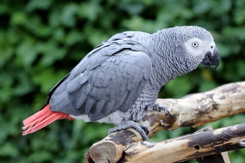 African grey parrot for sale. 
