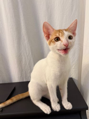 kitten