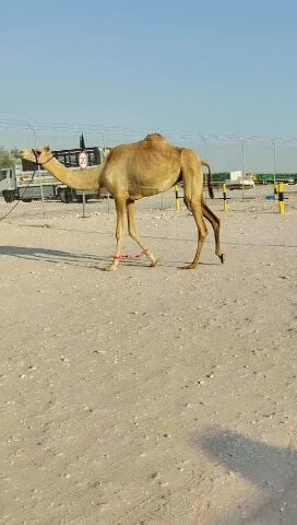 بكره