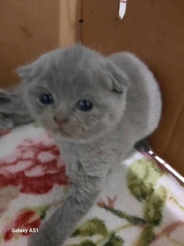 Purebred Scottish Kitten's