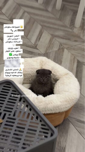 قط للبيع ومع اغراضه