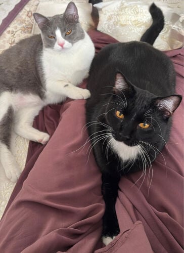 2 Cats