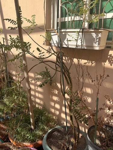 ام سعد