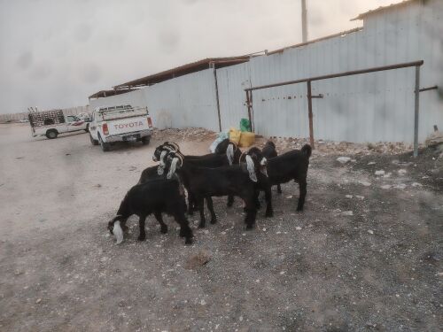 معزه عورض طيبه ديد وسن