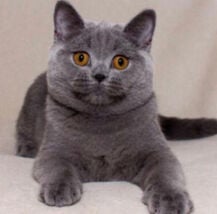 Scottish kitten blue  female 