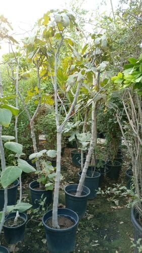 أجود أنواع التين
