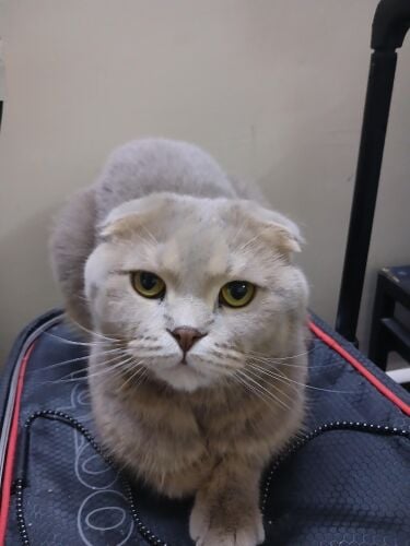Scottish and Persian
