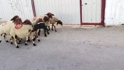 شوهات سوريه