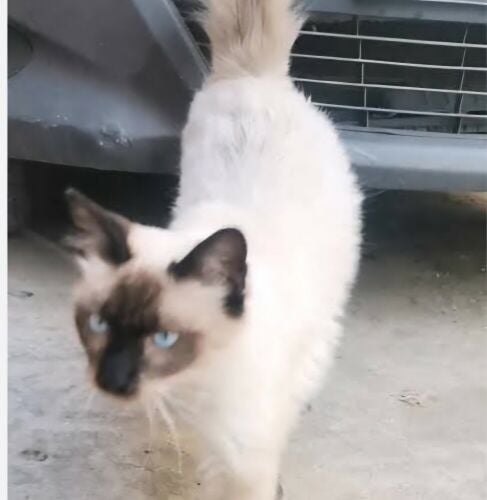 An original cat