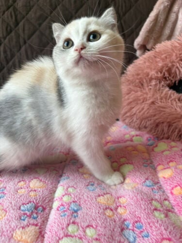 scottish fold 