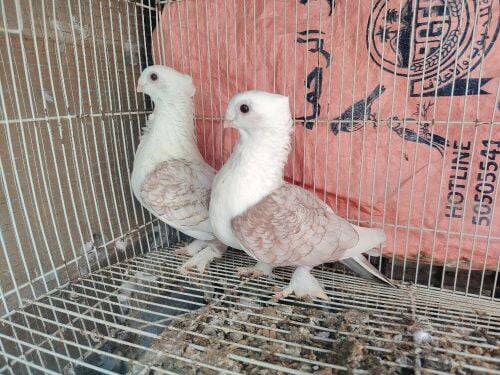 irani pigeons only pair120