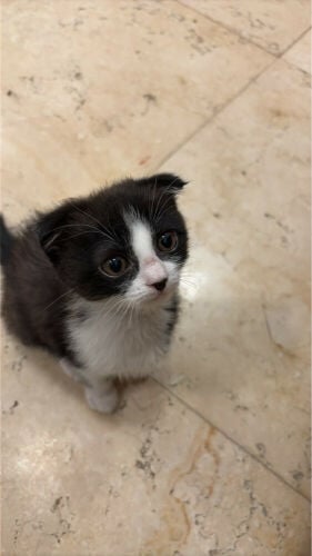 لونا