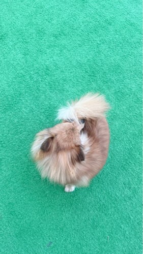لكسيا