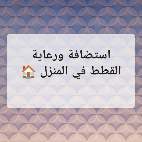 استضافة القطط ورعايتها