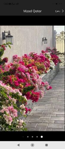 اجمل الاحواض لزراعه الورود