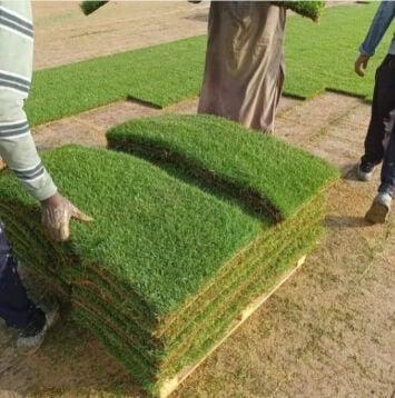 عشب طبيعي للبيع