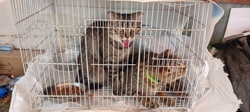 cats all thing available