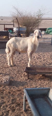 فحل نجدي 
