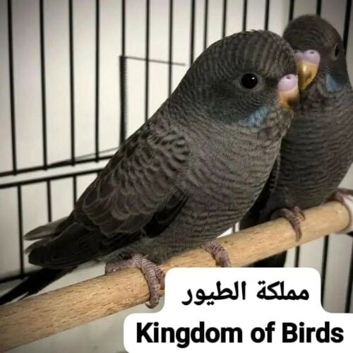 بادجي بلاك