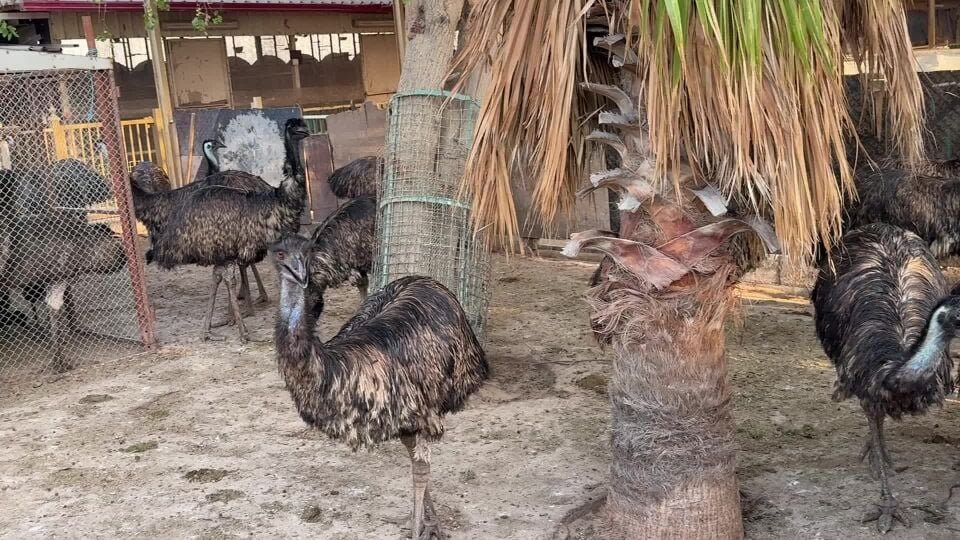 للبيع عدد ٥١ نعامة ، النوع الايمو