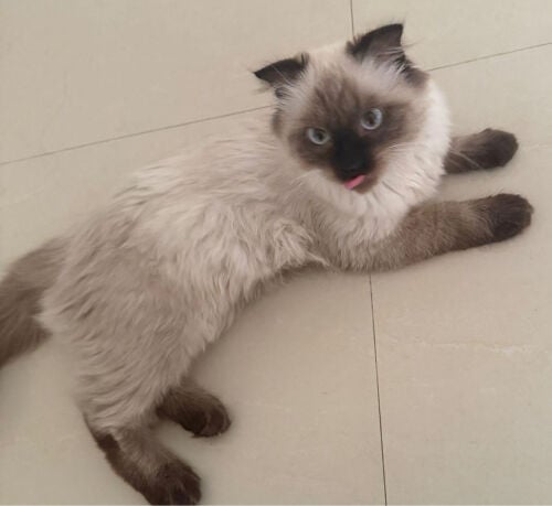 Siamese Scottish fold colorpoint